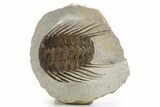 Spiny Selenopeltis Trilobite Fossil - Erfoud, Morocco #319937-1